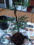 FirstBonsai11.jpg