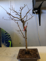 bonsai cut project.gif