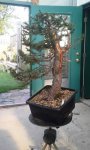 pregnant spruce before wire-2015.jpg