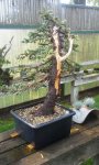 pregnant spruce wired fall 2015.jpg
