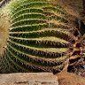 Cascading-Echinocactus