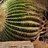 Cascading-Echinocactus