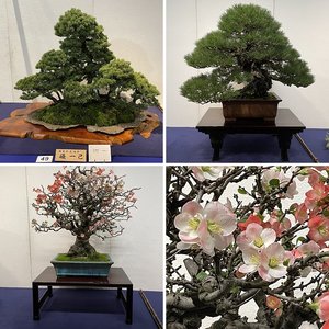 Kokufu-ten Bonsai Exhibition, 2023 (Part 1)