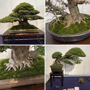 Kokufu-ten Bonsai Exhibition, 2023 (Part 2)