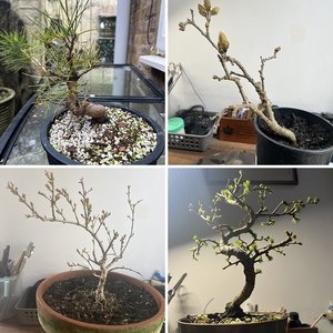 My starter trees