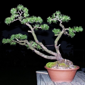Mugo Pine: Pinus Mugo Mugus