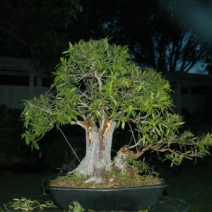 Ficus nerifolia