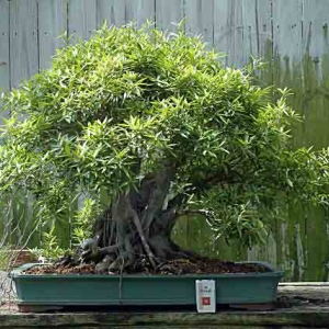 Ficus nerifolia