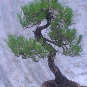 Black pine update