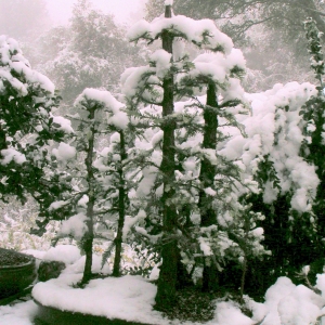 snowy_redwoods