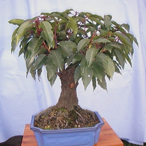 Prunus Lusitanica
