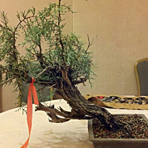 Sierra Juniper