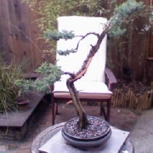 Needle juniper
