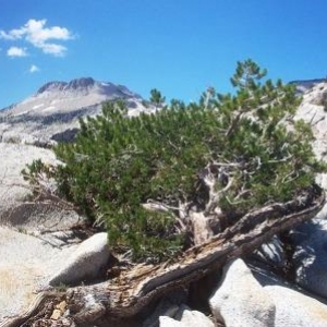 Trees in nature, Sierra Nevada Mountains