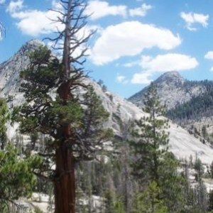 Trees in nature, Sierra Nevada Mountains
