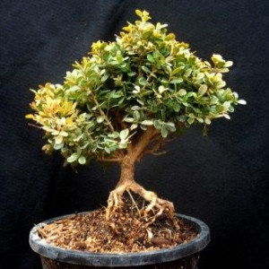 Boxwood, exposed root,