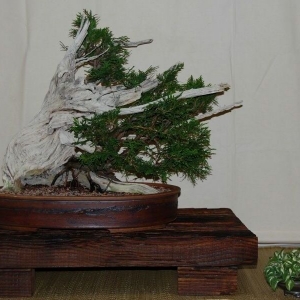 Ancient Cedar