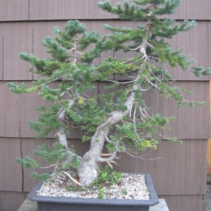 alpine fir