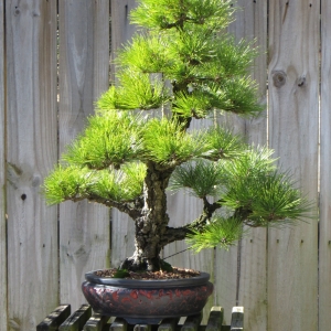 Corkbark Japanese Black Pine, Kyokko Yatsabusa