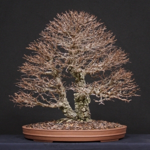 Corkelm, "Anniversary Tree"