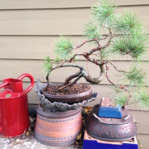 "Dali" Eastern White Pine with new pot