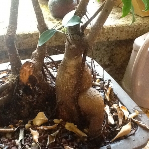 Ficus Triplets