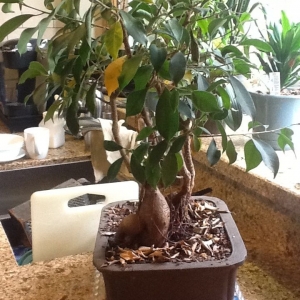 Ficus Triplets