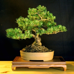 Mugo Pine: Pinus Mugo Mugus