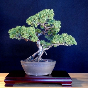 Juniperus Chinensis Shimpaku:  Shimpaku Juniper