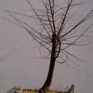 Chinese Elm from Zhejiang