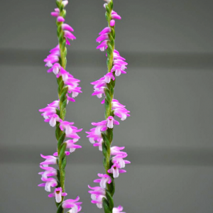 Spiral Orchid - Spiranthes Sinensis - Kusamono Gardens