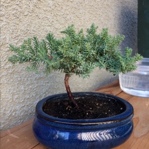 My 1st bonsai