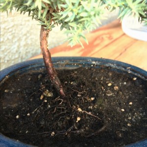 1st bonsais roots