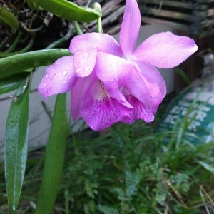 Orchid5