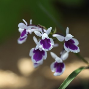 Grass Leafed Orchid - Ponerorchis Graminifolia - Kusamono Gardens