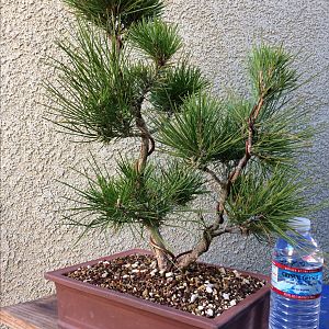 Japanese Black Pine #1