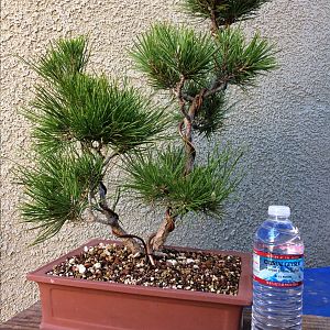 Japanese Black Pine #2