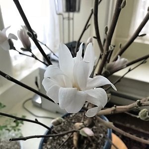 magnolia stellata.jpg