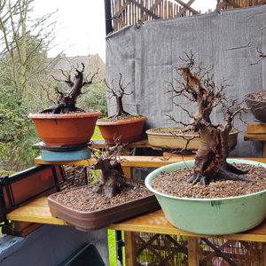 balcony bonsai