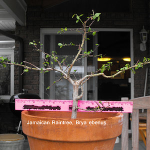 Jamaican Raintree Brya ebenus.JPG