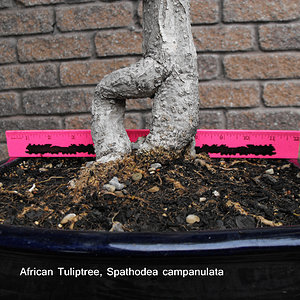 African Tuliptree Spathodea campanulata a.JPG