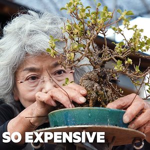 Why Bonsai Are So Expensive | So Expensive