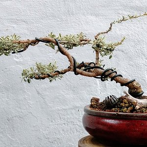 Felicia amelloides variegata