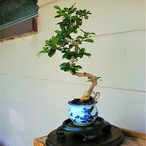 Fukien Tea bonsai tree