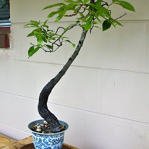Wild Black Cherry bonsai literati slant style bunjin