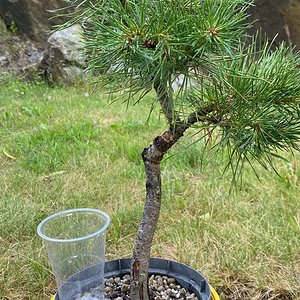 Scots pine 2