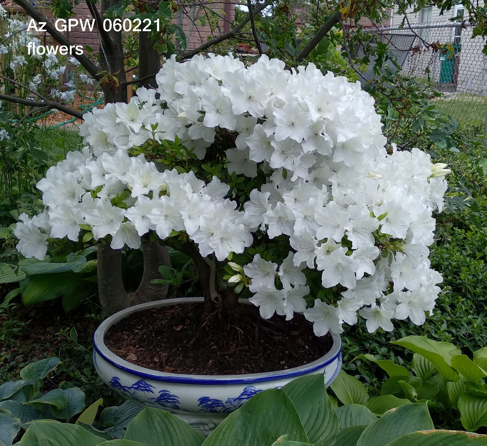 Az GPW 060221 flowering.jpg