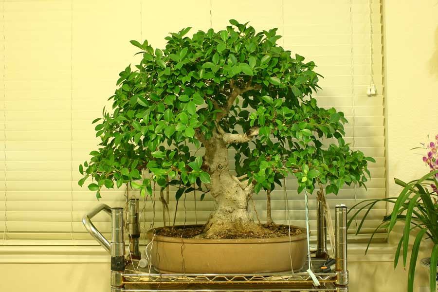 My Ficus Microcarpa