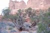 Arches-juniper-5.jpg