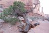 Arches-juniper-6.jpg